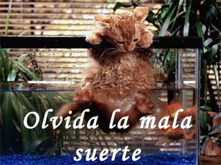 Olvida la mala suerte