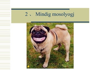 2 、 Mindig mosolyogj 