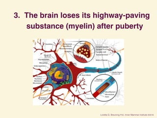 3. The brain loses its highway-paving
substance (myelin) after puberty
 