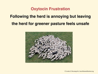Oxytocin Frustration
Following the herd is annoying but leaving
the herd for greener pasture feels unsafe
 