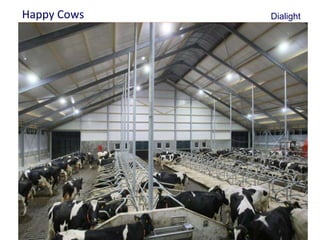 Happy Cows   Dialight

    •Body text




2
 