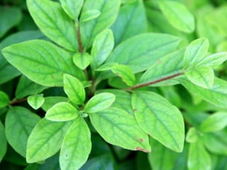 [추천] Japanese Food, http://goo.gl/Fh49hL
http://www.flickr.com/photos/blue_belta/sets/72157628821385687/
 