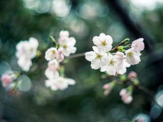 Happy easter! (v.m.)