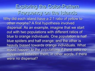 Exploring the Color-PatternExploring the Color-Pattern
Frequency on the IslandsFrequency on the Islands
Why did each island have a 2:1 ratio of yellow toWhy did each island have a 2:1 ratio of yellow to
other morphs? A first hypothesis involvedother morphs? A first hypothesis involved
dispersal. As an example, imagine that we startdispersal. As an example, imagine that we start
out with two populations with different ratios ofout with two populations with different ratios of
blue to orange individuals. One population is halfblue to orange individuals. One population is half
blue spiders and half orange, and the other isblue spiders and half orange, and the other is
heavily biased towards orange individuals. Whatheavily biased towards orange individuals. What
would happen to the populations if there were nowould happen to the populations if there were no
movement between them, in other words, if theremovement between them, in other words, if there
were no dispersal?were no dispersal?
 