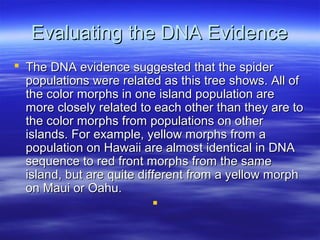 Evaluating the DNA EvidenceEvaluating the DNA Evidence
 The DNA evidence suggested that the spiderThe DNA evidence suggested that the spider
populations were related as this tree shows. All ofpopulations were related as this tree shows. All of
the color morphs in one island population arethe color morphs in one island population are
more closely related to each other than they are tomore closely related to each other than they are to
the color morphs from populations on otherthe color morphs from populations on other
islands. For example, yellow morphs from aislands. For example, yellow morphs from a
population on Hawaii are almost identical in DNApopulation on Hawaii are almost identical in DNA
sequence to red front morphs from the samesequence to red front morphs from the same
island, but are quite different from a yellow morphisland, but are quite different from a yellow morph
on Maui or Oahu.on Maui or Oahu.

 