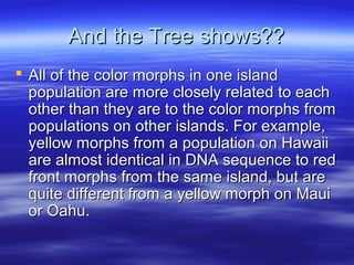 And the Tree shows??And the Tree shows??
 All of the color morphs in one islandAll of the color morphs in one island
population are more closely related to eachpopulation are more closely related to each
other than they are to the color morphs fromother than they are to the color morphs from
populations on other islands. For example,populations on other islands. For example,
yellow morphs from a population on Hawaiiyellow morphs from a population on Hawaii
are almost identical in DNA sequence to redare almost identical in DNA sequence to red
front morphs from the same island, but arefront morphs from the same island, but are
quite different from a yellow morph on Mauiquite different from a yellow morph on Maui
or Oahu.or Oahu.
 