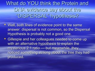 What do YOU think the Protein andWhat do YOU think the Protein and
DNA evidence say about theDNA evidence say about the
“DISPERSAL” hypothesis?“DISPERSAL” hypothesis?
 Well, both lines of evidence point to the sameWell, both lines of evidence point to the same
answer: dispersal is not common, so the Dispersalanswer: dispersal is not common, so the Dispersal
Hypothesis is probably not a good one.Hypothesis is probably not a good one.
 Gillespie and her colleagues needed to come upGillespie and her colleagues needed to come up
with an alternative hypothesis to explain thewith an alternative hypothesis to explain the
mysterious 2:1 ratio — but meanwhile, theymysterious 2:1 ratio — but meanwhile, they
noticed something striking about the tree they hadnoticed something striking about the tree they had
produced.produced.
 