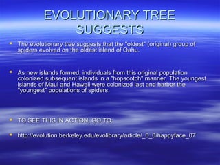 EVOLUTIONARY TREEEVOLUTIONARY TREE
SUGGESTSSUGGESTS
 The evolutionary tree suggests that the "oldest" (original) group ofThe evolutionary tree suggests that the "oldest" (original) group of
spiders evolved on the oldest island of Oahu.spiders evolved on the oldest island of Oahu.
 As new islands formed, individuals from this original populationAs new islands formed, individuals from this original population
colonized subsequent islands in a "hopscotch" manner. The youngestcolonized subsequent islands in a "hopscotch" manner. The youngest
islands of Maui and Hawaii were colonized last and harbor theislands of Maui and Hawaii were colonized last and harbor the
"youngest" populations of spiders."youngest" populations of spiders.
 TO SEE THIS IN ACTION, GO TO:TO SEE THIS IN ACTION, GO TO:
 http://evolution.berkeley.edu/evolibrary/article/_0_0/happyface_07http://evolution.berkeley.edu/evolibrary/article/_0_0/happyface_07
 