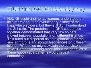 STUDYING GENES: More MysterySTUDYING GENES: More Mystery
 Now Gillespie and her colleagues understood aNow Gillespie and her colleagues understood a
little more about the evolutionary history of thelittle more about the evolutionary history of the
happy-face spiders, but they still didn't understandhappy-face spiders, but they still didn't understand
the 2:1 ratio. The proteins and DNA sequencesthe 2:1 ratio. The proteins and DNA sequences
together demonstrated that very few spiderstogether demonstrated that very few spiders
moved between populations on different islands.moved between populations on different islands.
This ruled out dispersal as an explanation for theThis ruled out dispersal as an explanation for the
similar morphs and morph frequencies on differentsimilar morphs and morph frequencies on different
islands. What else might explain the consistentislands. What else might explain the consistent
ratio? Perhaps learning more about the genetics ofratio? Perhaps learning more about the genetics of
these happy-face patterns would revealthese happy-face patterns would reveal
something.something.
 