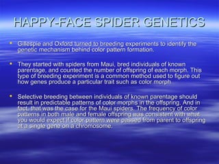 HAPPY-FACE SPIDER GENETICSHAPPY-FACE SPIDER GENETICS
 Gillespie and Oxford turned to breeding experiments to identify theGillespie and Oxford turned to breeding experiments to identify the
genetic mechanism behind color pattern formation.genetic mechanism behind color pattern formation.
 They started with spiders from Maui, bred individuals of knownThey started with spiders from Maui, bred individuals of known
parentage, and counted the number of offspring of each morph. Thisparentage, and counted the number of offspring of each morph. This
type of breeding experiment is a common method used to figure outtype of breeding experiment is a common method used to figure out
how genes produce a particular trait such as color morphhow genes produce a particular trait such as color morph
 Selective breeding between individuals of known parentage shouldSelective breeding between individuals of known parentage should
result in predictable patterns of color morphs in the offspring. And inresult in predictable patterns of color morphs in the offspring. And in
fact, that was the case for the Maui spiders. The frequency of colorfact, that was the case for the Maui spiders. The frequency of color
patterns in both male and female offspring was consistent with whatpatterns in both male and female offspring was consistent with what
you would expect if color pattern were passed from parent to offspringyou would expect if color pattern were passed from parent to offspring
at a single gene on a chromosome.at a single gene on a chromosome.
 
