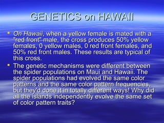 GENETICS on HAWAIIGENETICS on HAWAII
 On HawaiiOn Hawaii, when a yellow female is mated with a, when a yellow female is mated with a
"red front" male, the cross produces 50% yellow"red front" male, the cross produces 50% yellow
females, 0 yellow males, 0 red front females, andfemales, 0 yellow males, 0 red front females, and
50% red front males. These results are typical of50% red front males. These results are typical of
this cross.this cross.
 The genetic mechanisms were different betweenThe genetic mechanisms were different between
the spider populations on Maui and Hawaii. Thethe spider populations on Maui and Hawaii. The
spider populations had evolved the same colorspider populations had evolved the same color
patterns and the same color pattern frequencies,patterns and the same color pattern frequencies,
but they'd done it in totally different ways! Why didbut they'd done it in totally different ways! Why did
all the islands independently evolve the same setall the islands independently evolve the same set
of color pattern traits?of color pattern traits?
 
