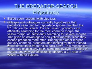 THE PREDATOR-SEARCHTHE PREDATOR-SEARCH
HYpothesisHYpothesis
 Based upon research with blue jays.Based upon research with blue jays.
 Gillespie and colleagues currently hypothesize thatGillespie and colleagues currently hypothesize that
predators searching for happy-face spiders maintain thepredators searching for happy-face spiders maintain the
2:1 ratio on the islands. On each island, predators are2:1 ratio on the islands. On each island, predators are
efficiently searching for the most common morph, theefficiently searching for the most common morph, the
yellow morph, or inefficiently searching for several morphs.yellow morph, or inefficiently searching for several morphs.
This gives an advantage to non-yellow morphs, since theyThis gives an advantage to non-yellow morphs, since they
escape predation more often. But anytime other morphsescape predation more often. But anytime other morphs
get very common, predators start looking for them instead,get very common, predators start looking for them instead,
which drives their frequencies back down. This mechanismwhich drives their frequencies back down. This mechanism
could help explain why each island has evolved a variety ofcould help explain why each island has evolved a variety of
morphs and why we consistently observe a 2:1 ratio ofmorphs and why we consistently observe a 2:1 ratio of
yellow to other spiders.yellow to other spiders.
 