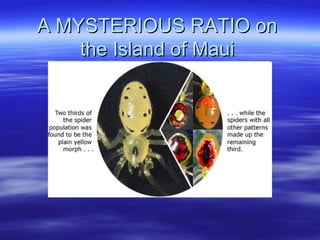 A MYSTERIOUS RATIO onA MYSTERIOUS RATIO on
the Island of Mauithe Island of Maui
 
