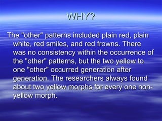 WHY?WHY?
The "other" patterns included plain red, plainThe "other" patterns included plain red, plain
white, red smiles, and red frowns. Therewhite, red smiles, and red frowns. There
was no consistency within the occurrence ofwas no consistency within the occurrence of
the "other" patterns, but the two yellow tothe "other" patterns, but the two yellow to
one "other" occurred generation afterone "other" occurred generation after
generation. The researchers always foundgeneration. The researchers always found
about two yellow morphs for every one non-about two yellow morphs for every one non-
yellow morph.yellow morph.
 