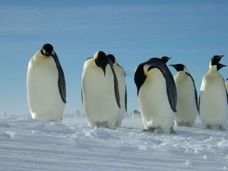 Happy Feet ~ Penguins
