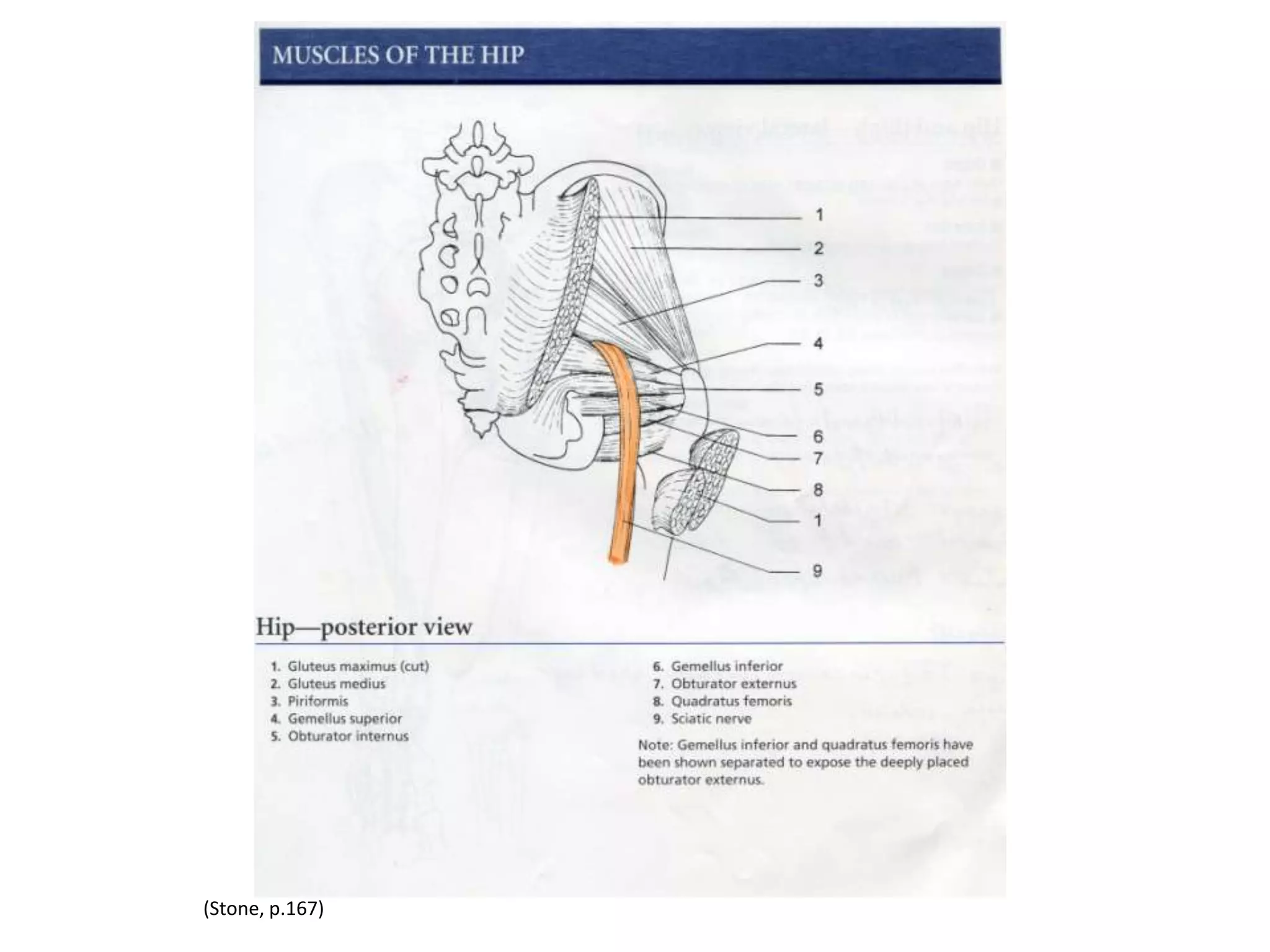 Tennis Ball Gluteal Release
• Lay on your back with your feet on the floor and place a tennis ball
  in the middle of each buttock even with (but not on) your tailbone.
  Breathe and relax here for 1 min.
• Slowly bring your knees into your chest and draw 5 large circles
  with your knee caps. Circle in the opposite direction too.
• Slowly take the knees in opposite circles like an old fashion egg
  beater 5 times. Then switch directions.
• Place the feet on the floor & bring the soles of your feet together
  and let your knees fall open. Breath here for 1 min.
• Then take your legs out straight on breath here for 1 min.
• Then bend your knees keeping your feet on the floor and scoot your
  hips toward the top of your matt rolling those tennis balls up ½ and
  inch toward the top of the pelvis.
• Repeat the entire sequence in this position.
 