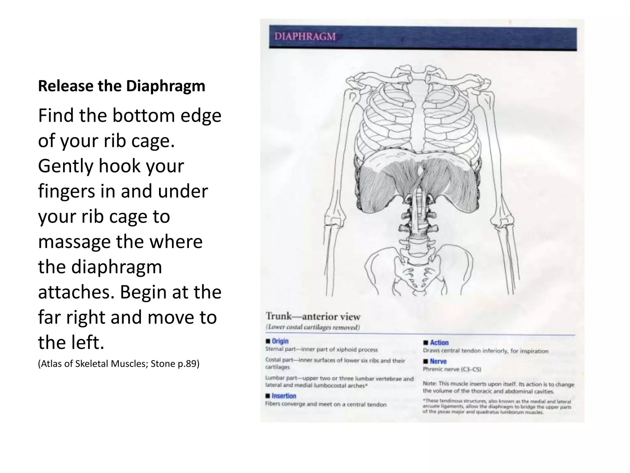 Release the Diaphragm
Find the bottom edge
of your rib cage.
Gently hook your
fingers in and under
your rib cage to
massage the where
the diaphragm
attaches. Begin at the
far right and move to
the left.
 