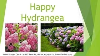 Happy
Hydrangea
Bloom! Garden Center ● 1885 Baker Rd, Dexter, Michigan ● Bloom-Gardens.com
 