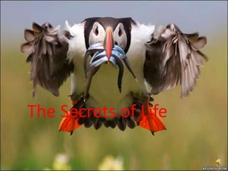 The Secrets of Life<br />