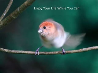 Enjoy Your Life While You Can <br />