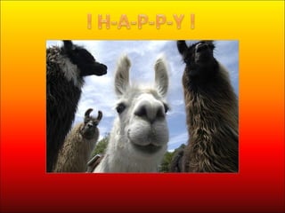 Happy Llama