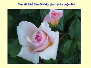 Vùa đủ khổ đau để thấy gía trị của cuộc đời 