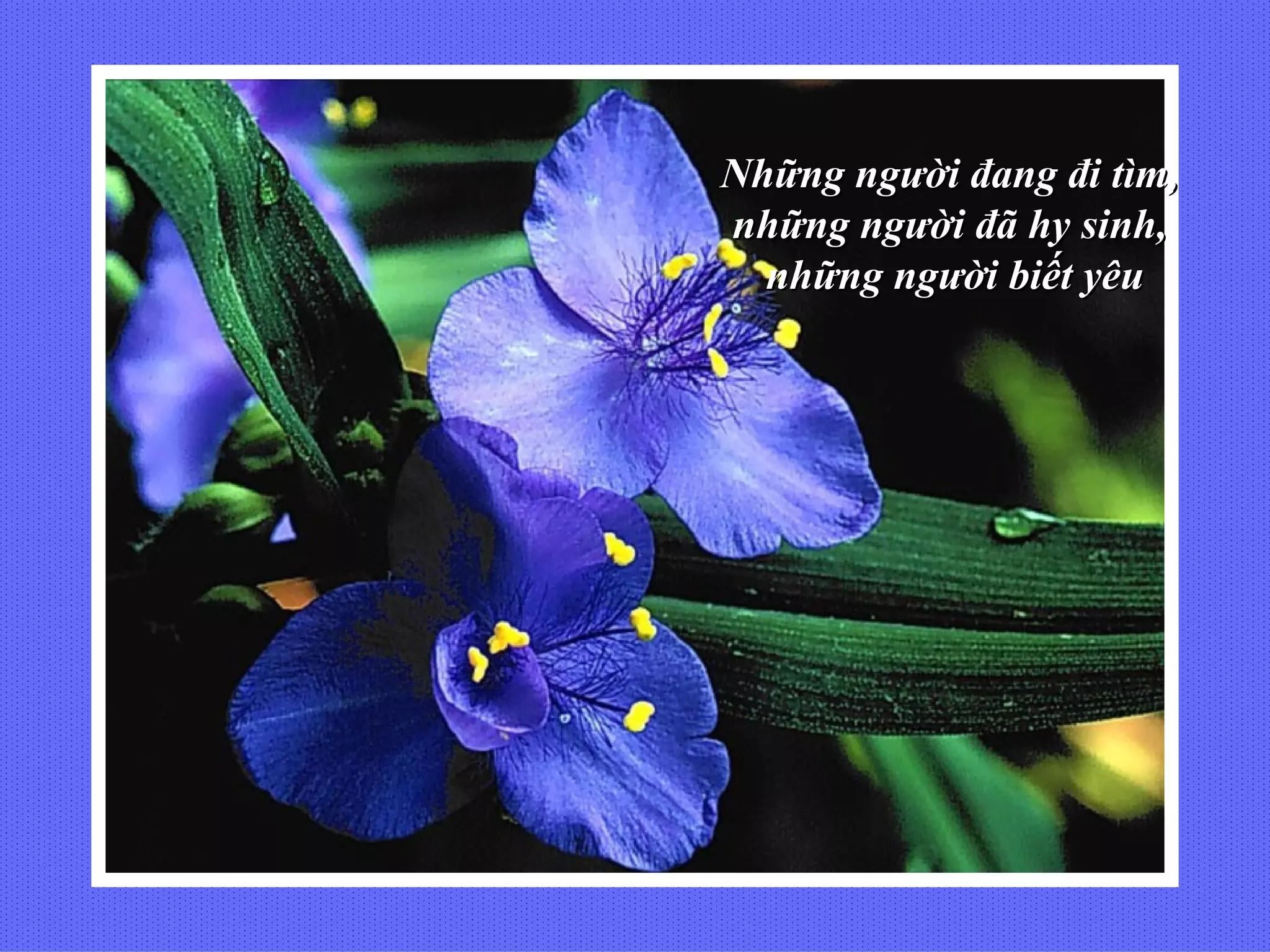 Những người đang đi tìm,
những người đã hy sinh,
  những người biết yêu
 