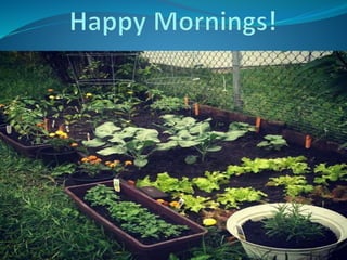 Happy mornings!