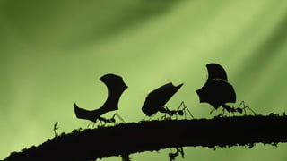 Prepared for THE PANDAS
 