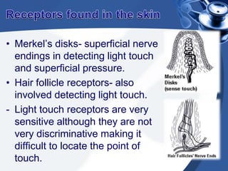 Receptors found in the skinMeissner’s corpuscles- located deep in the epidermis, they are very specific in localizing tactile sensations.Pacinian corpuscles – the deepest receptors associated with tendons and joints, relays information concerning deep vibration, pressure, and position (proprioception).Receptors found in the skinRuffini’s end organs- deeper tactile receptors, plays an important role in detecting continuous pressure in the skin