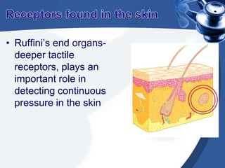 PainPain is a sensation characterized by a group of unpleasant perceptual and emotional experiences.The two type of pain are:Sharp, well localized, pricking or cutting pain resulting from rapidly conducted action potentials.Diffused, burning, or aching pain resulting from action potentials that are propagated more slowly.