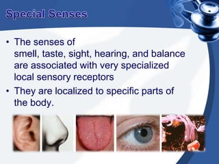 Sense of smell (Olfaction)Occurs in response to airborne molecules called odorants that enter the nasal cavity.Olfactory neurons are bipolar neurons within the olfactory epithelium lining the superior part of the nasal cavity.The dendrites of the  olfactory neurons extend to the epithelial surface of the nasal cavity and their ends are modified to bulbous enlargements that posses long specialized cilia.Sense of smell (Olfaction)The cilia of the olfactory cells lie in a thin mucus film on the epithelial surface. The mucus plays an important role in olfaction.Mucus- keeps the nasal epithelium moist, traps and dissolves airborne molecules and facilitates removal of molecules and particles from the nasal epithelium.The process of Olfaction