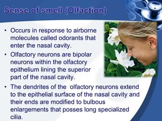 Process of OlfactionThe threshold for detection of odors is very low so very few odorants bound to an olfactory neuron can initiate an action potential.Once an odor molecule is bound to the receptor, the receptor does not respond to another odor molecule for some time.