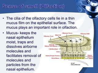 Pathway for OlfactionOdorants come in contact with the cilia and pass through the olfactory receptor cells through the cribriform plate, to olfactory bulbs, then the signal travels through olfactory tracts and finally, it terminates in the olfactory cortex.