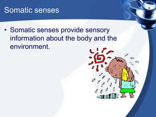 Somatic sensesSomatic senses provide sensory information about the body and the environment.