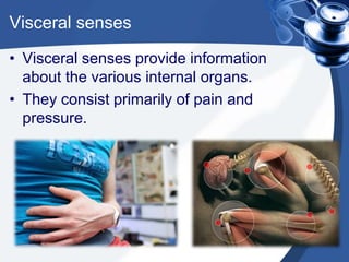 Visceral sensesVisceral senses provide information about the various internal organs.They consist primarily of pain and pressure.