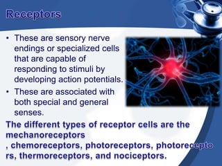 ReceptorsThese are sensory nerve endings or specialized cells that are capable of responding to stimuli by developing action potentials.These are associated with both special and general senses.The different types of receptor cells are the    mechanoreceptors , chemoreceptors, photoreceptors, photoreceptors, thermoreceptors, and nociceptors.