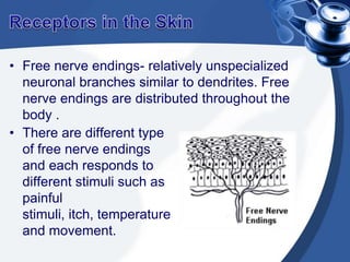 Receptors in the SkinFree nerve endings- relatively unspecialized  neuronal branches similar to dendrites. Free nerve endings are distributed throughout the body .There are different type of free nerve endings and each responds to different stimuli such as painful stimuli, itch, temperature and movement.Hot and Cold receptorsHot receptors respond to increasing temperatures but stop responding at temperatures above 47°C.Cold receptors respond to decreasing temperatures but stop responding at temperatures below 12°C.