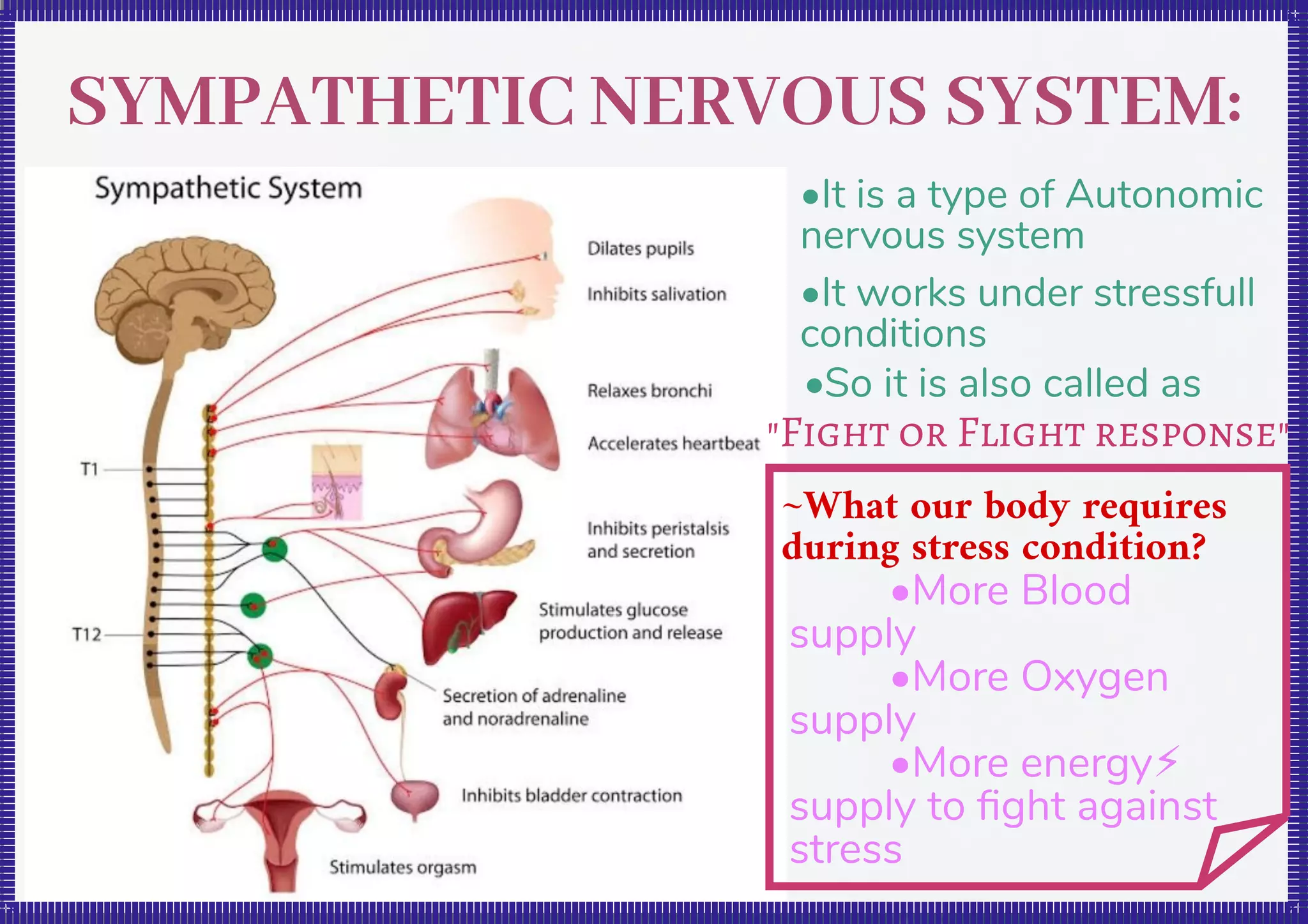 Symphatheticnervesfunction | PDF | Brain and Nervous System Disorders ...