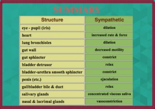 Symphatheticnervesfunction | PDF