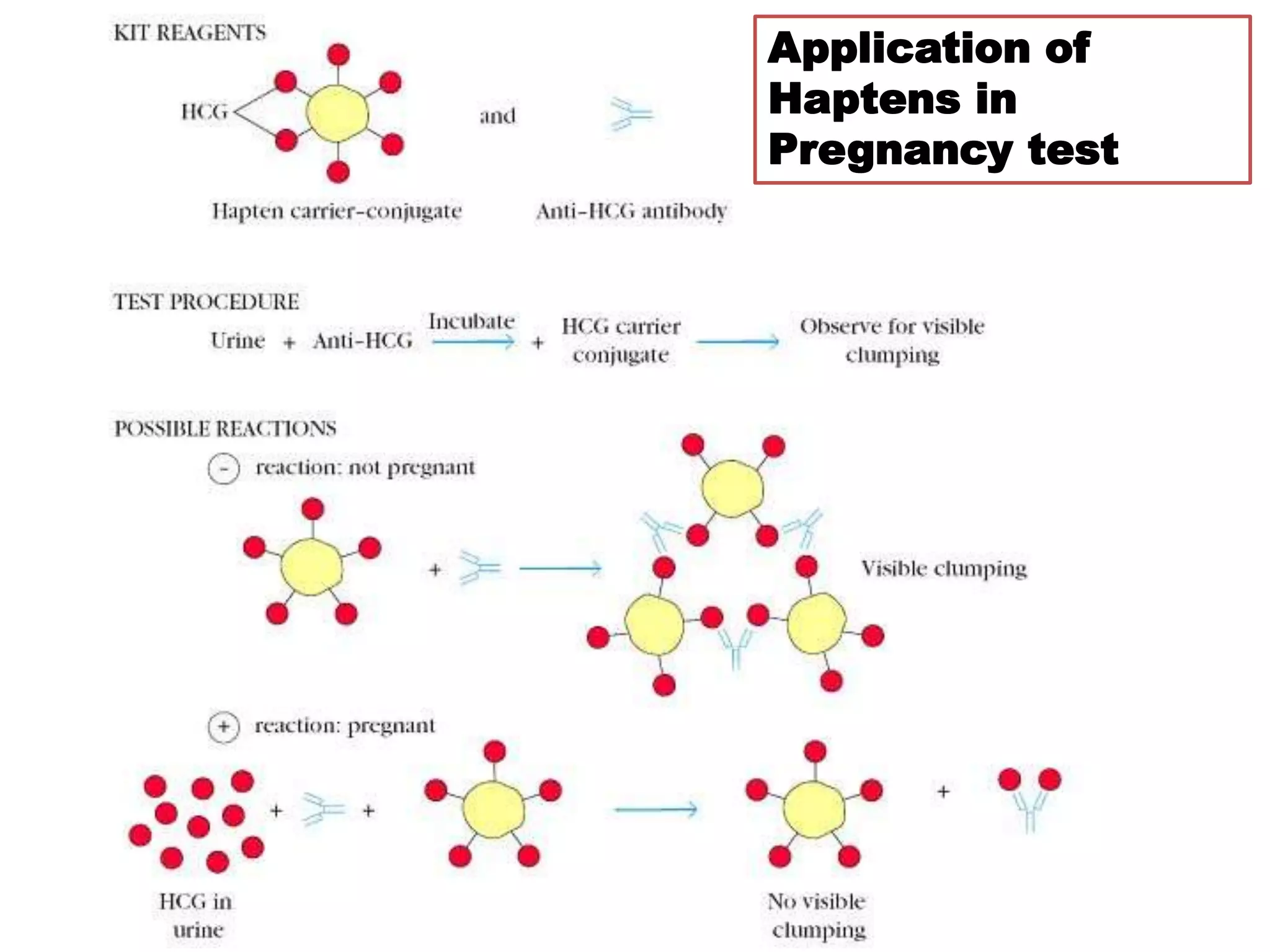Application of
Haptens in
Pregnancy test
 