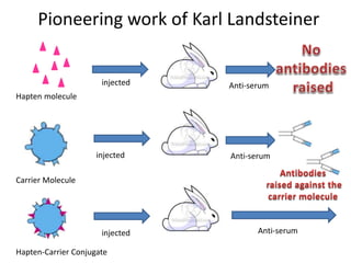 Pioneering work of Karl Landsteiner
Hapten molecule
injected
Carrier Molecule
injected
Hapten-Carrier Conjugate
injected
Anti-serum
Anti-serum
Anti-serum
 