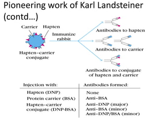 Pioneering work of Karl Landsteiner
(contd…)
 