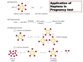 Application of
Haptens in
Pregnancy test
 