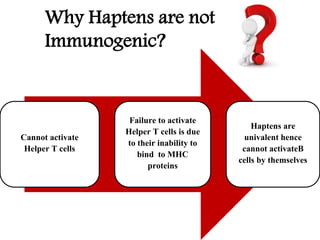 Why Haptens are not
Immunogenic?
Cannot activate
Helper T cells
Failure to activate
Helper T cells is due
to their inability to
bind to MHC
proteins
Haptens are
univalent hence
cannot activateB
cells by themselves
 