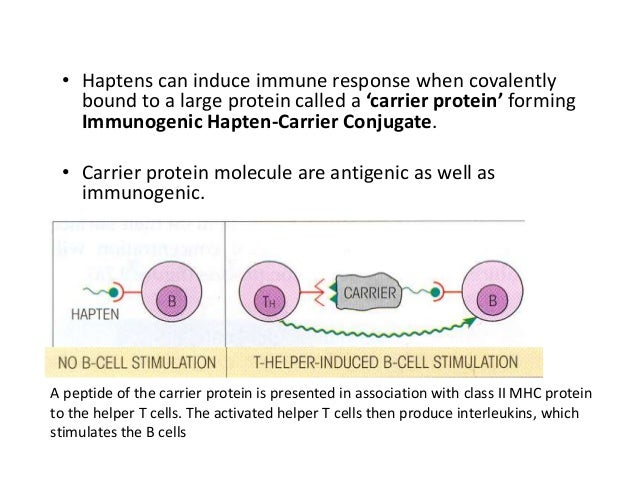 haptens hapten