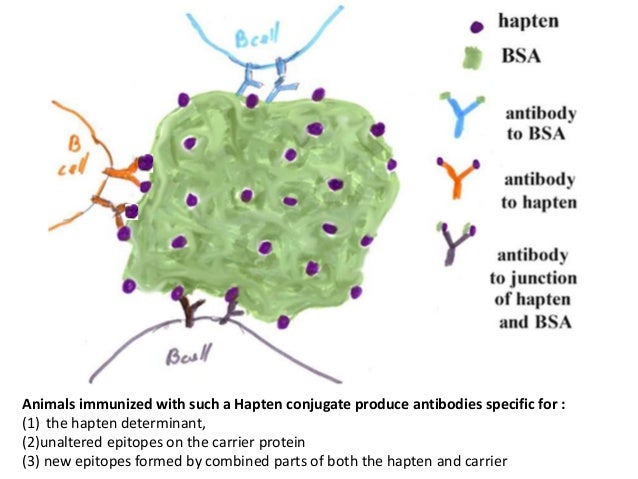 haptens hapten