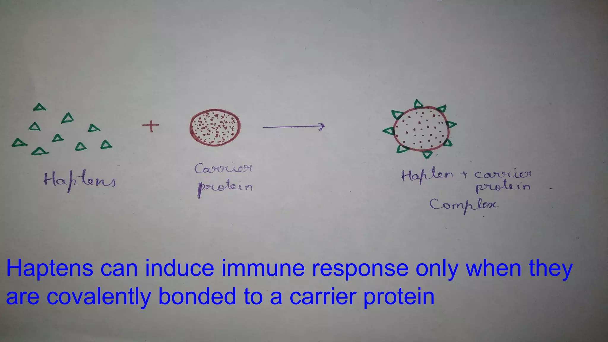 Haptens | PDF