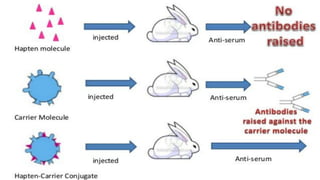 Haptens | PDF