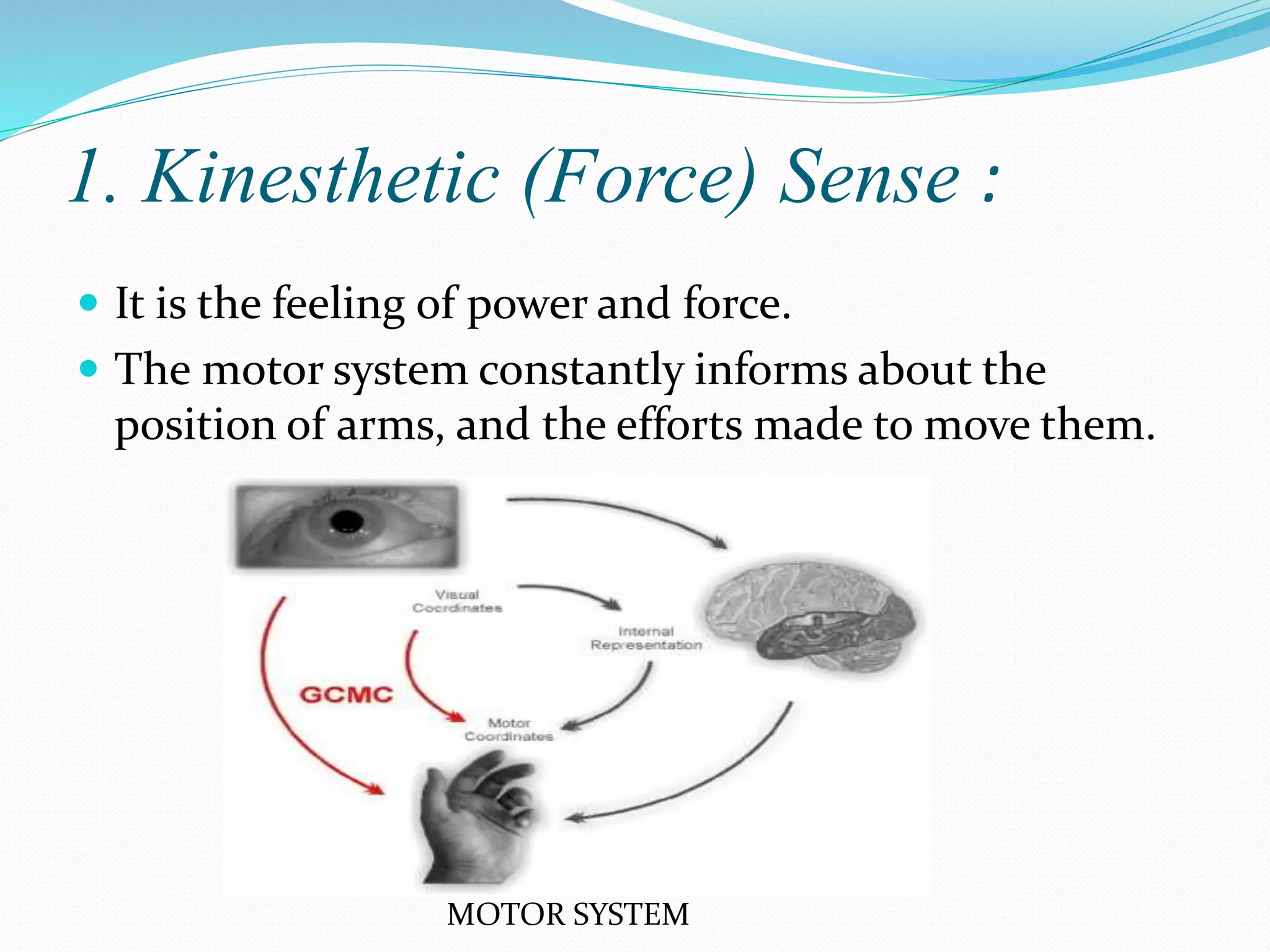 1. Kinesthetic (Force) Sense :
 It is the feeling of power and force.
 The motor system constantly informs about the
position of arms, and the efforts made to move them.
MOTOR SYSTEM
 
